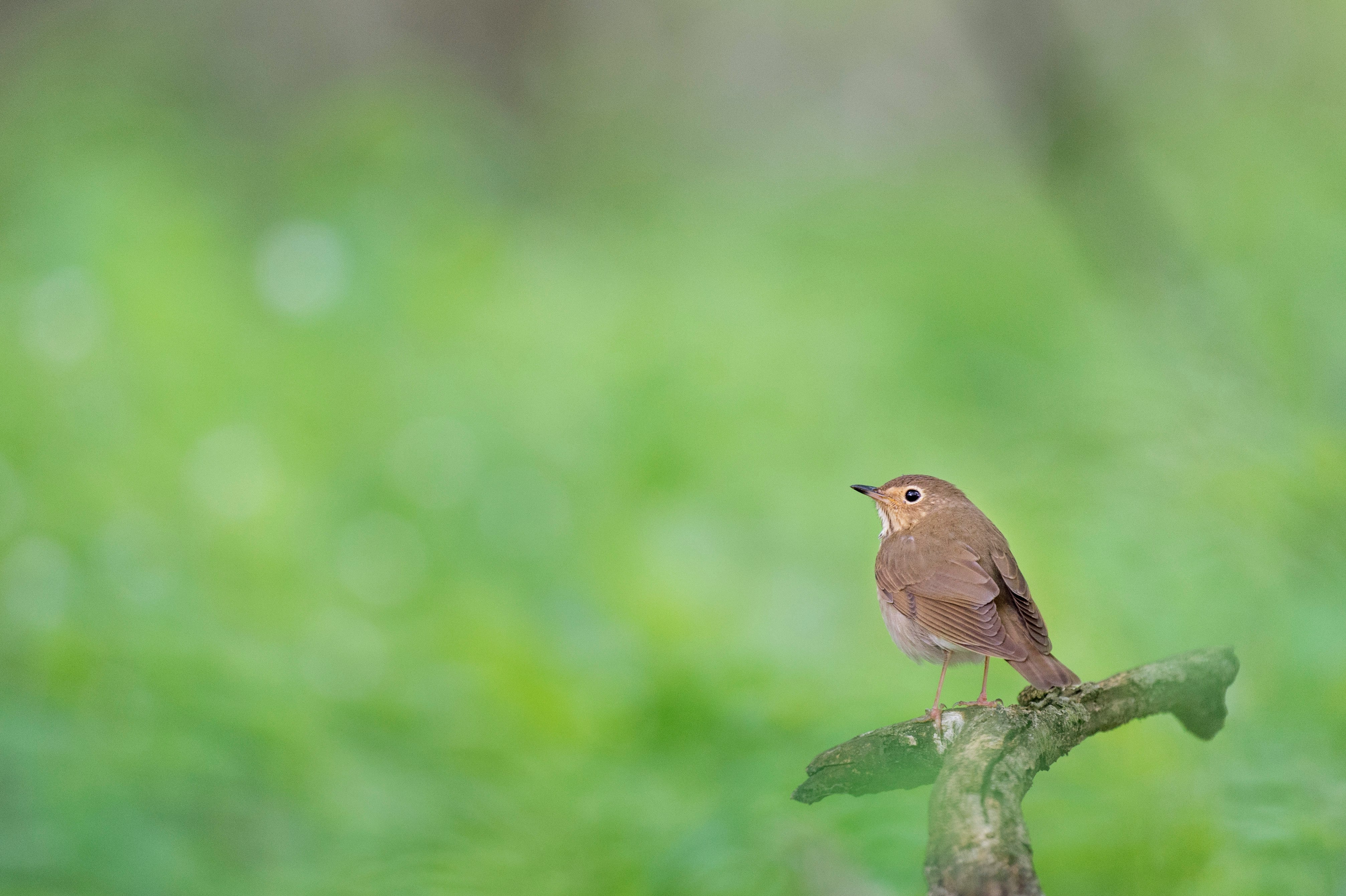 brown bird